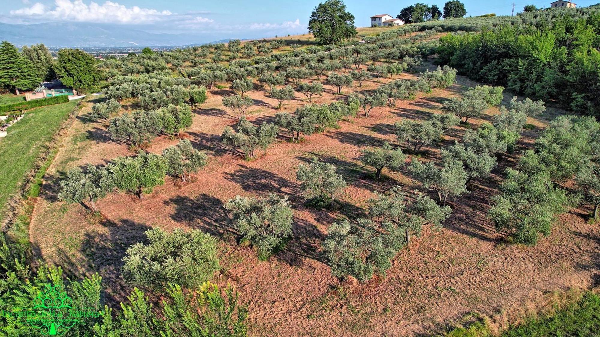 Agriturismo Incanto Della Natura Cannara Buitenkant foto